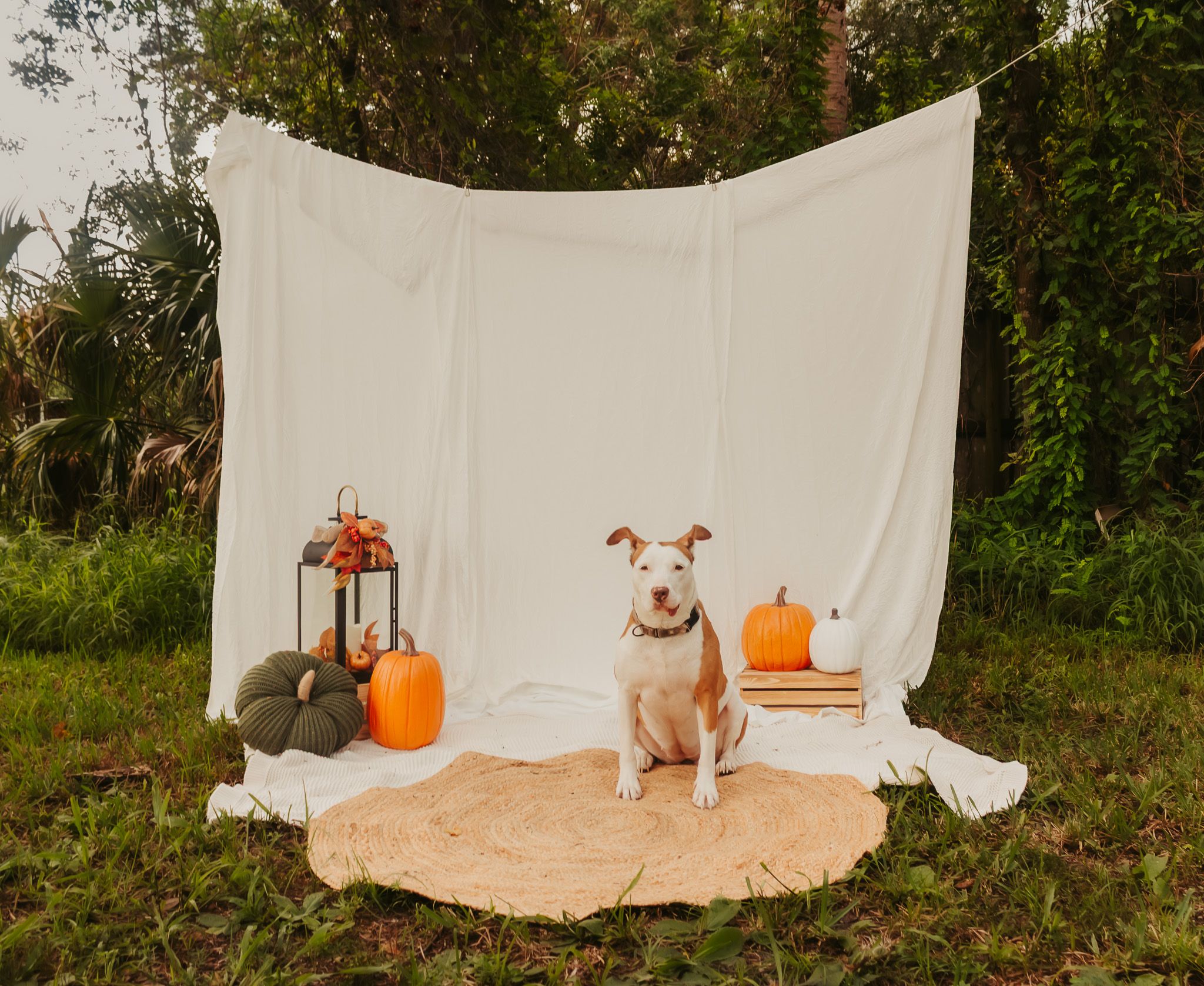 Fall Minis