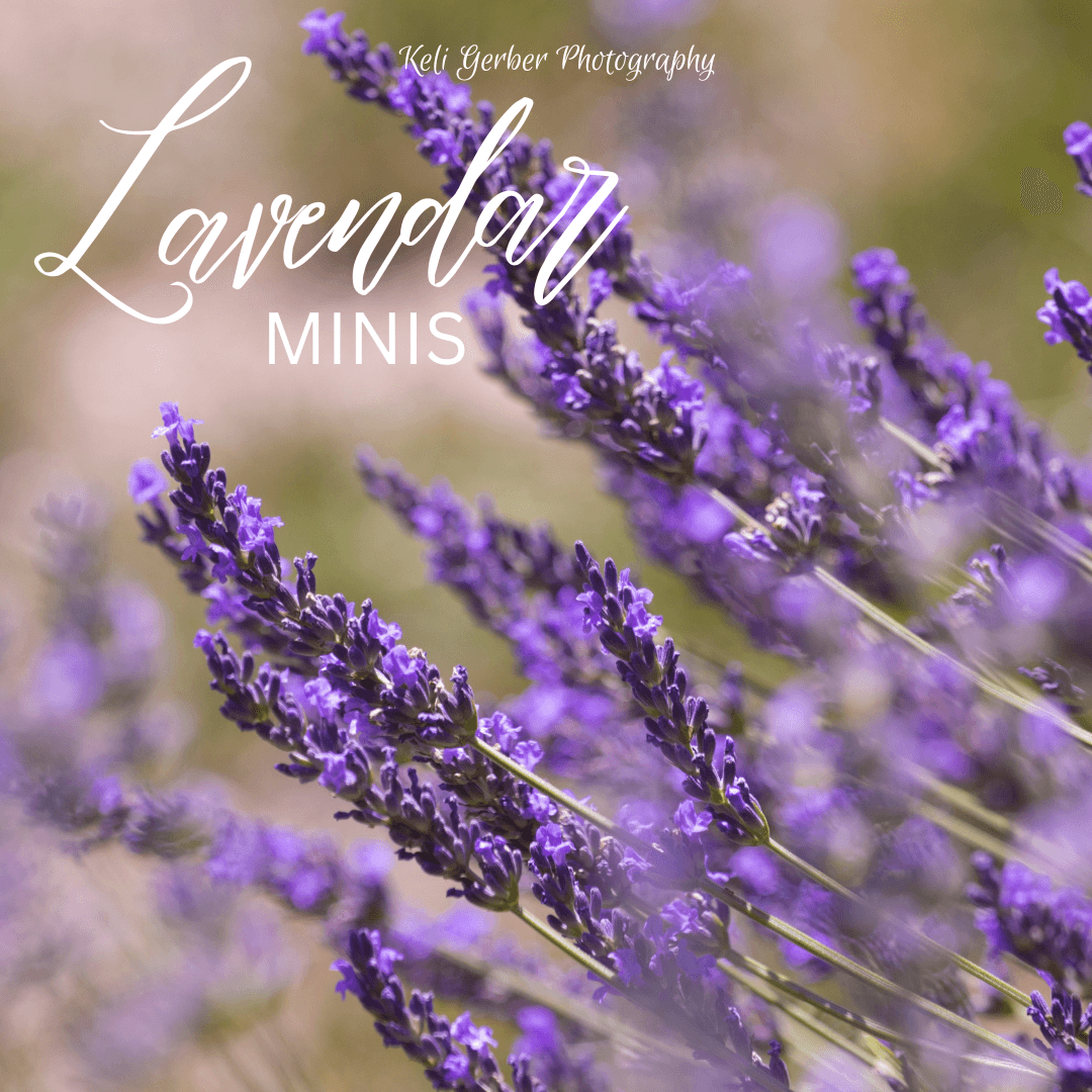 Lavendar Minis Chesterland Ohio